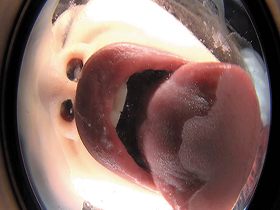 【完全主観】吸引密着キス　サンプル画像09